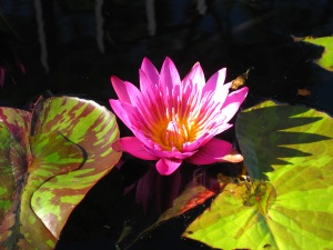 Water lilies are one of my favorite flowers to photograph because of their splendor and beauty.  